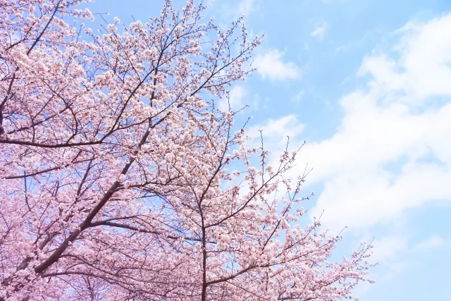 桜